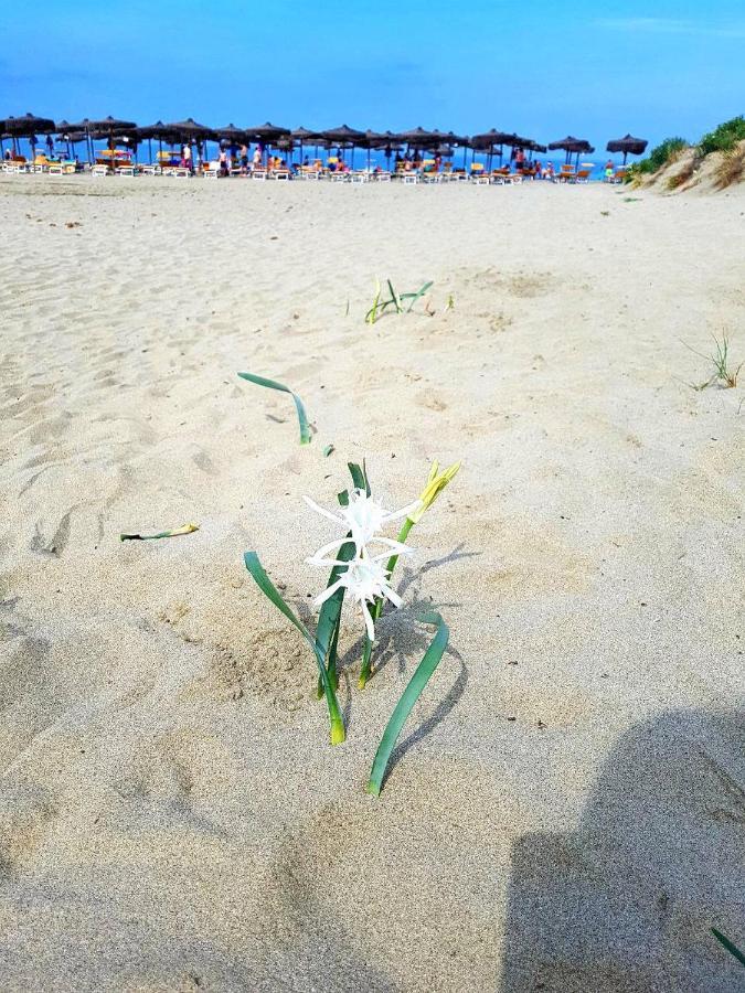 Regina Del Mare Holiday Apartments Tirrenia Luaran gambar